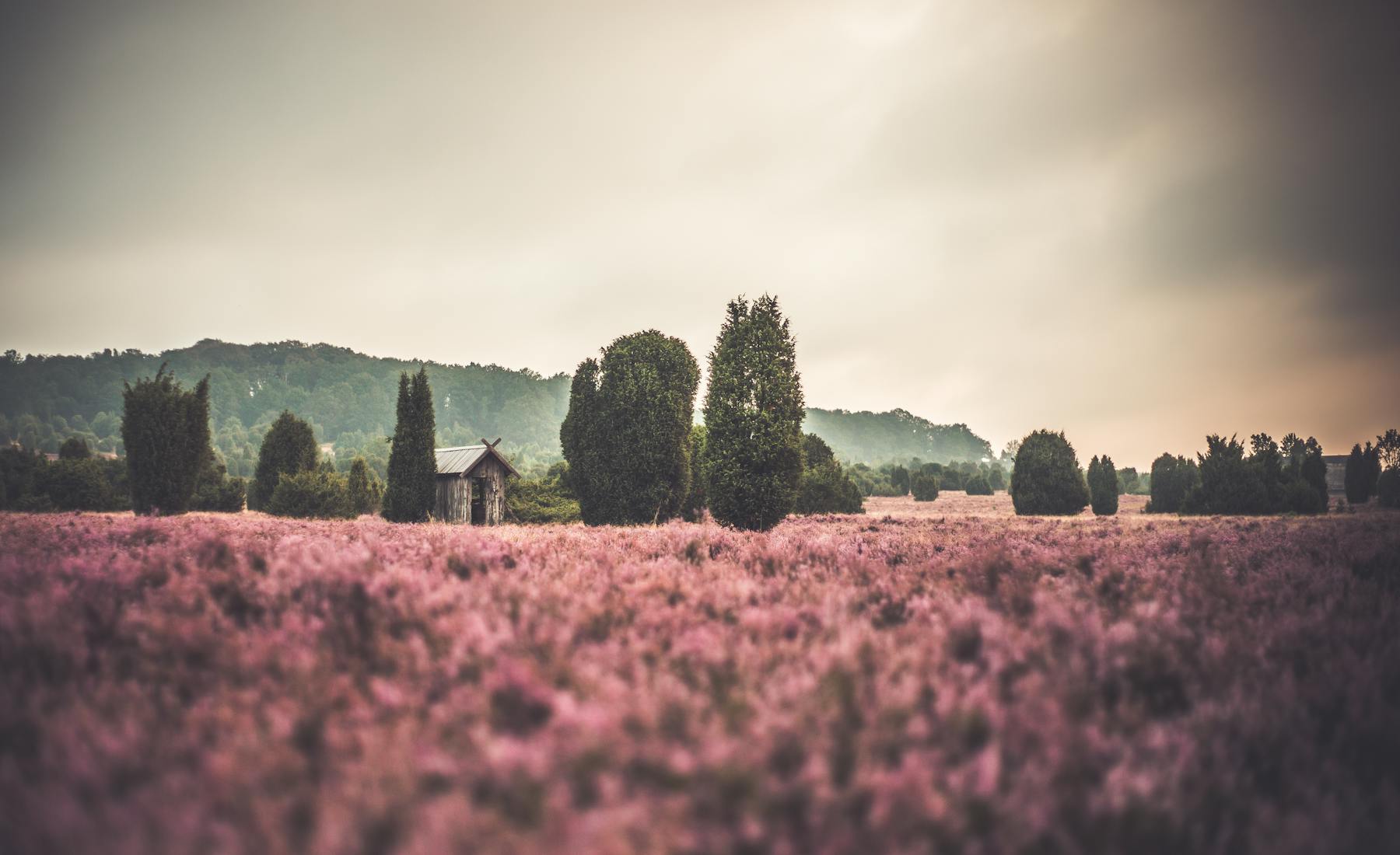 Blumenwiese als regionales Motiv für Wiesmoor